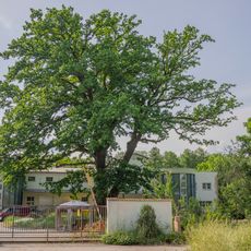 Dub v Mnichově Hradišti