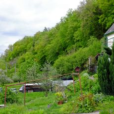 Dubohabřina ve Vojkovicích