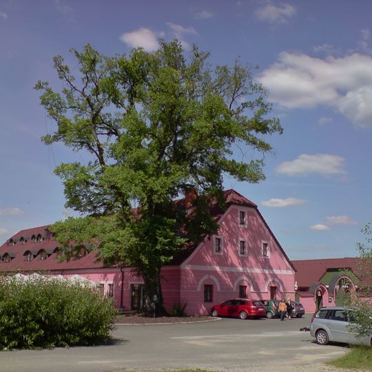 Jilm u Cvildovského rybníka