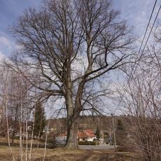 Lípa ve Střevelné 2