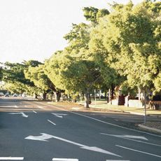 Bourbong Street Weeping Figs
