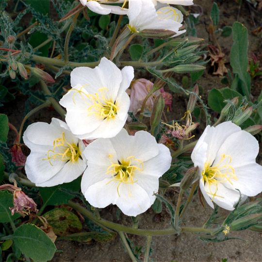 Antioch Dunes National Wildlife Refuge