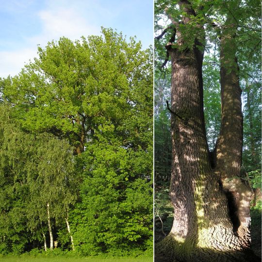 Dub u Horních Vesců I