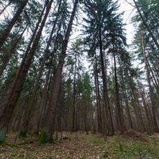 Вікові ялинові насадження