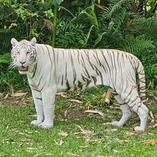 Pana'ewa Rainforest Zoo