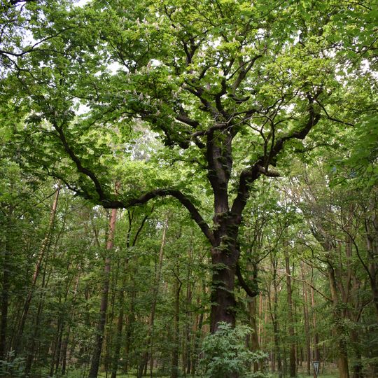 Balkan-Rosskastanie Gatower Forst Jagen 88