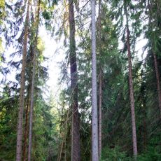 Vysoký smrk pod Favoritem