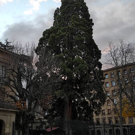 Sequoya del Palacio de Diputación