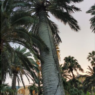 Palma gigante del Cile