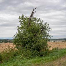 Zábrdovická hrušeň