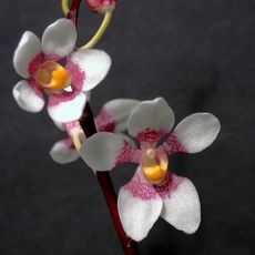 Bellthorpe National Park