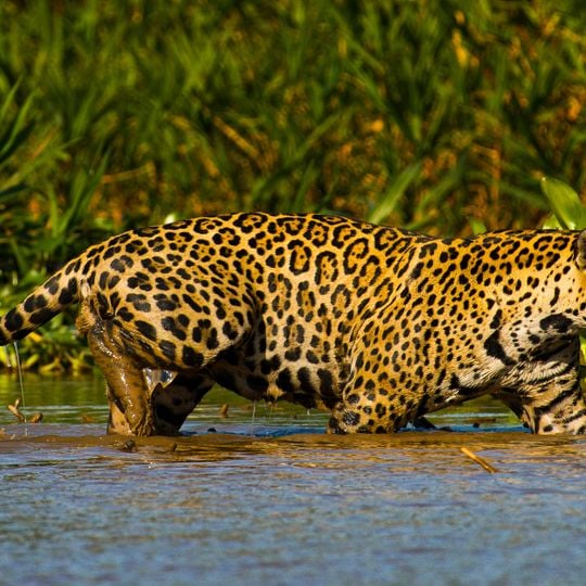 Encontro das Águas State Park