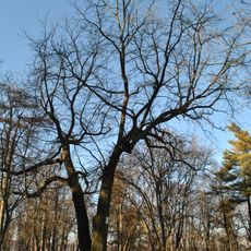 Juglans nigra in Zbarazh