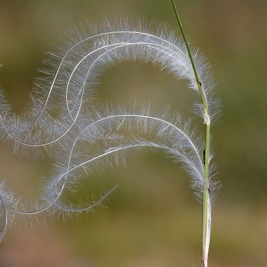 Arboretum du Mas du Rouquet