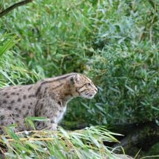 Parc zoologique de Bordeaux Pessac