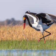Zambezian flooded grasslands