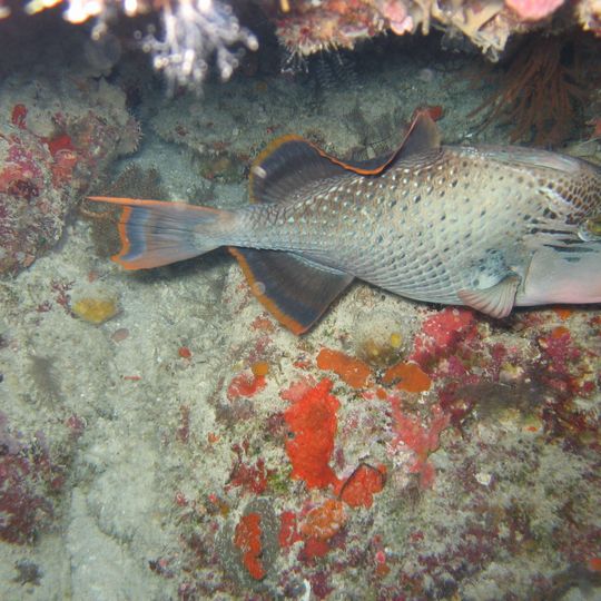 Parc naturel Apo Reef