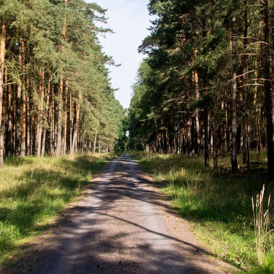 Steckby-Lödderitzer Forst