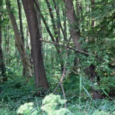 Vogelschutzgehölz Sodenmatt