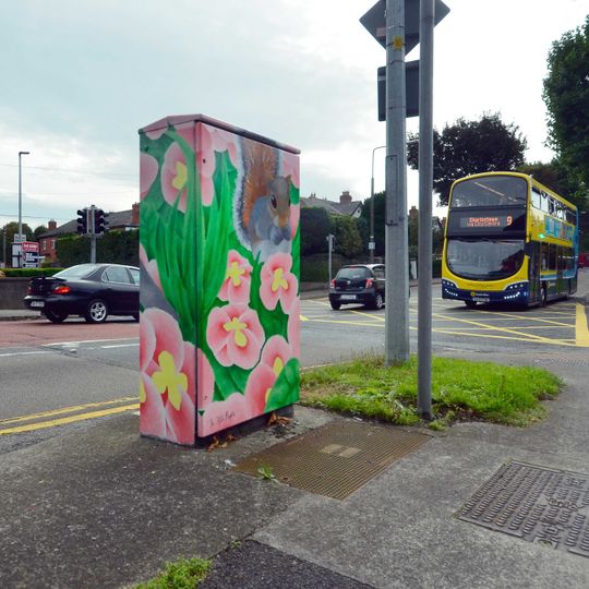 Peeping from the Primulas