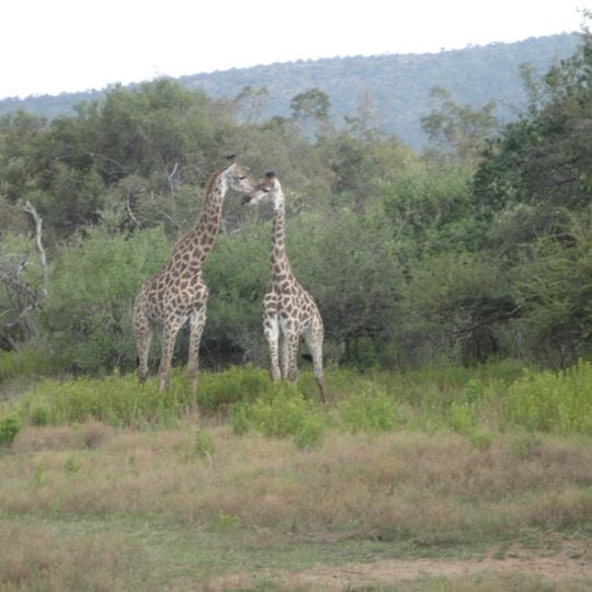 Mabalingwe Game Reserve