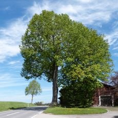 1 Linde bei Dietrichsweiler