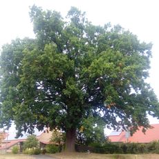 1 Eiche „Luthereiche Steinigt“