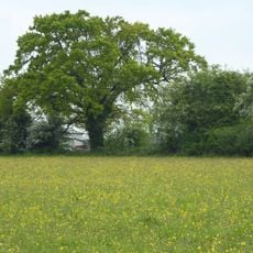 Laurel Farm Meadow