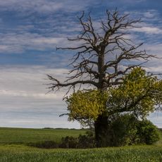 Nossentiner/Schwinzer Heide - Landkreis Güstrow