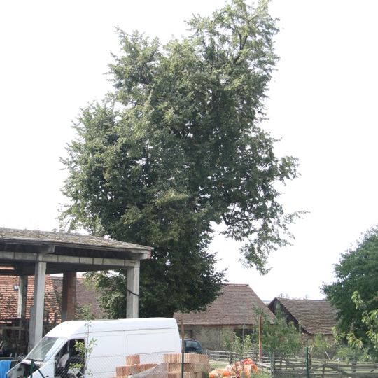 Lípa srdčitá, lokalita Za sady