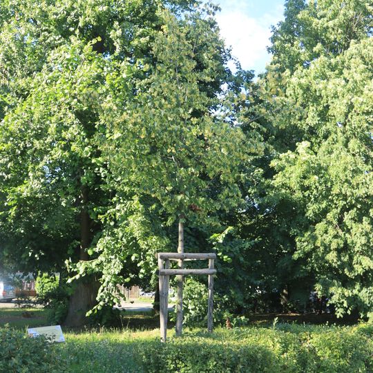 Lípa k výročí 300 let od postavení kapličky v Satalicích