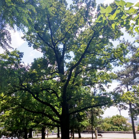 Природни споменик Група стабала на Андрићевом тргу и Калемегдану