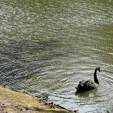 Swan Lake/Iris Gardens