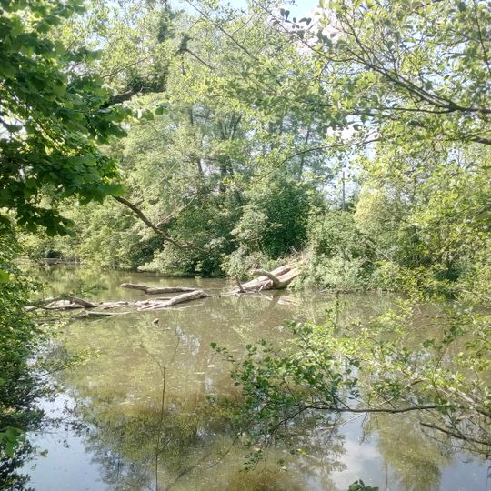 Neuburger Altrhein, westlicher Teil