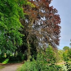 Blutbuche im Schlosspark Mutzschen