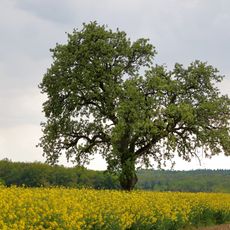 1 Birnbaum im Gewann „Bildäcker“