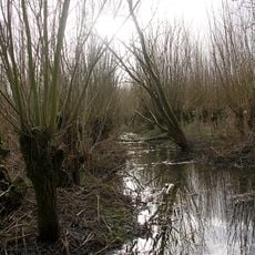 Hollandse Biesbosch