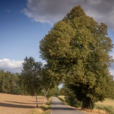 Fiřtova lípa u Podruhlí