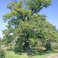 Dub u Lukavické tvrze