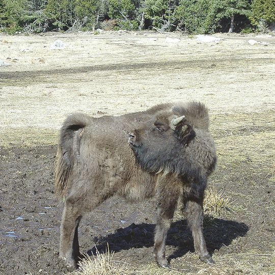 Réserve de bisons d'Europe de Sainte-Eulalie