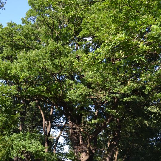 Velký dub na Trojském ostrově