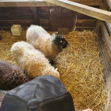 Kinderboerderij: Het Langoortje