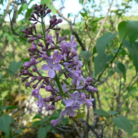 Rezervația de liliac Valea Oilor