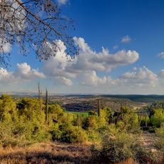 Masua Forest