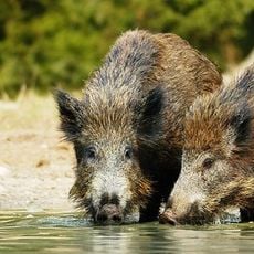 Trappenkamp, Naturerlebnisraum Erlebniswald