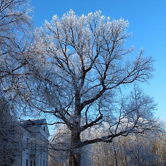 Oak from Abramtsevo