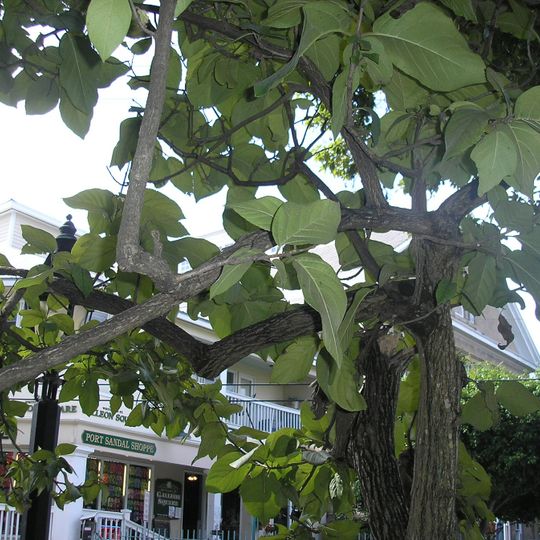 Key West Tropical Forest & Botanical Garden