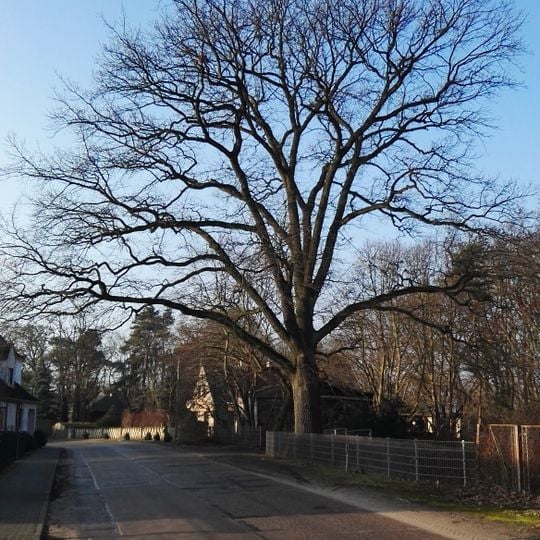Naturdenkmal Eiche in Damm