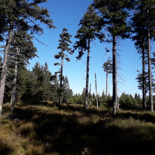 Rašeliniště na Smrku