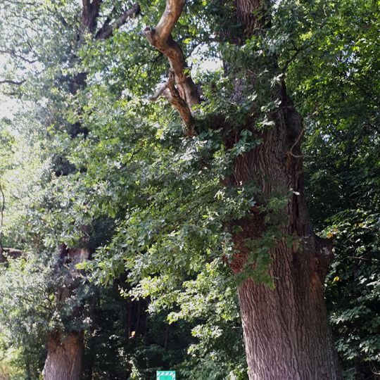 Новослобідські дуби